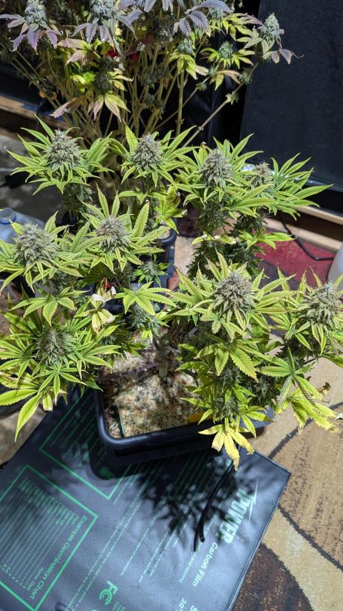 Dumpstar & Grandpa's Stash. Week 14