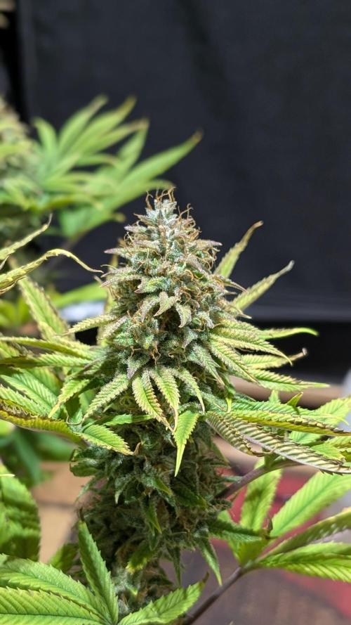 Dumpstar & Grandpa's Stash. Week 14