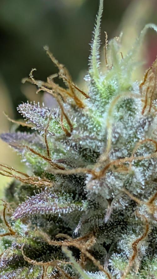 Dumpstar & Grandpa's Stash. Week 14