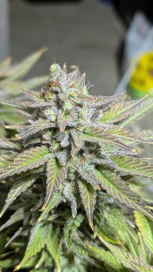 OC Runtz & OG Kush. Week 17