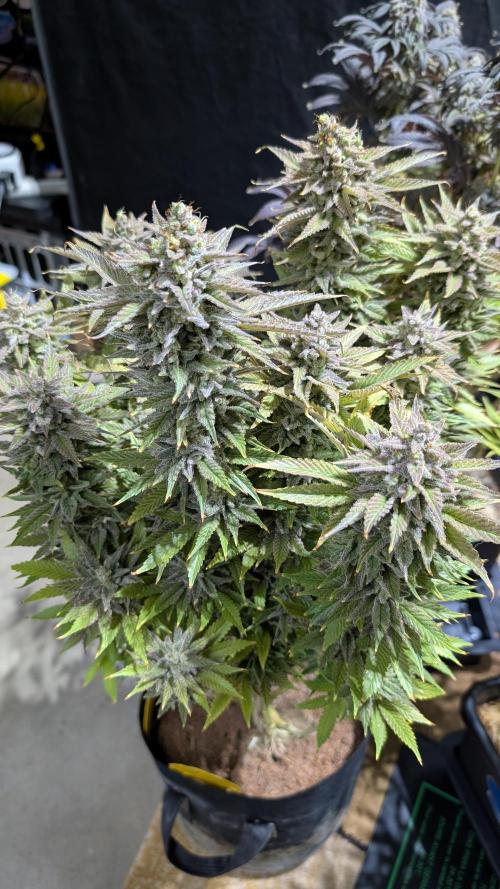 OC Runtz & OG Kush. Week 17