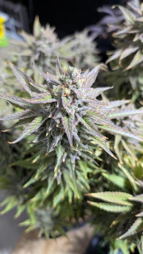 OC Runtz & OG Kush. Week 17