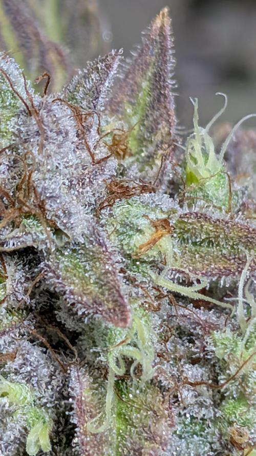 OC Runtz & OG Kush. Week 17