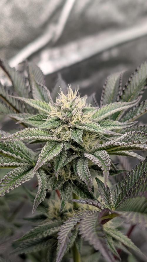 Nova 91 x OC Runtz. Week 11