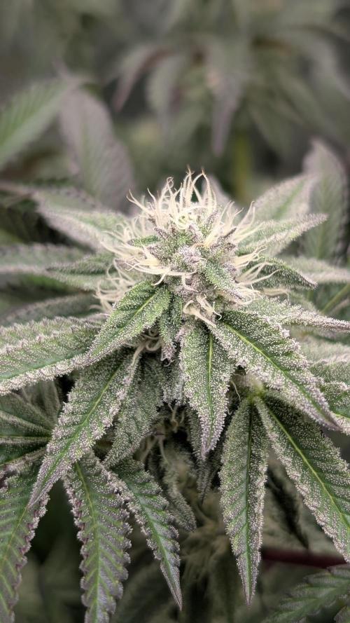 Nova 91 x OC Runtz. Week 11