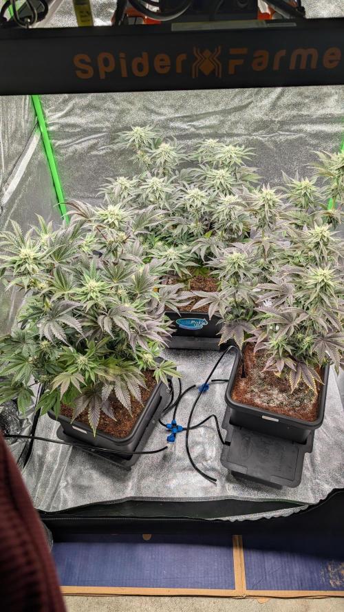 Nova 91 x OC Runtz. Week 11