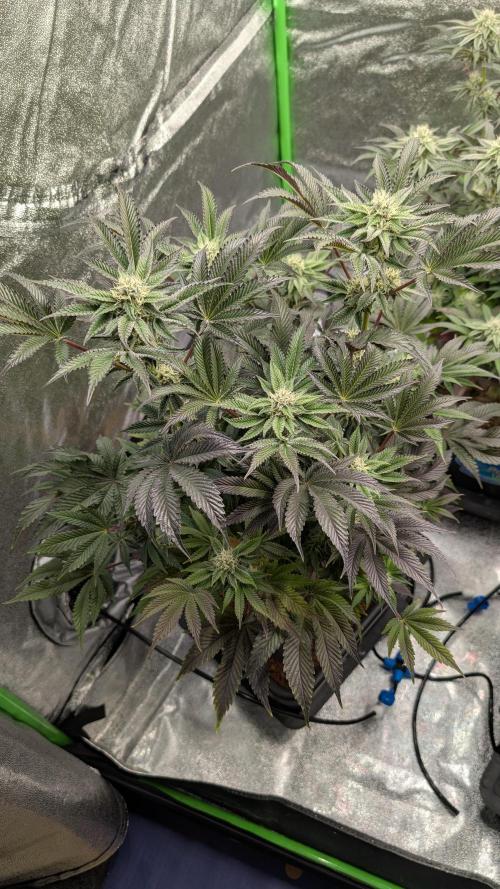 Nova 91 x OC Runtz. Week 11