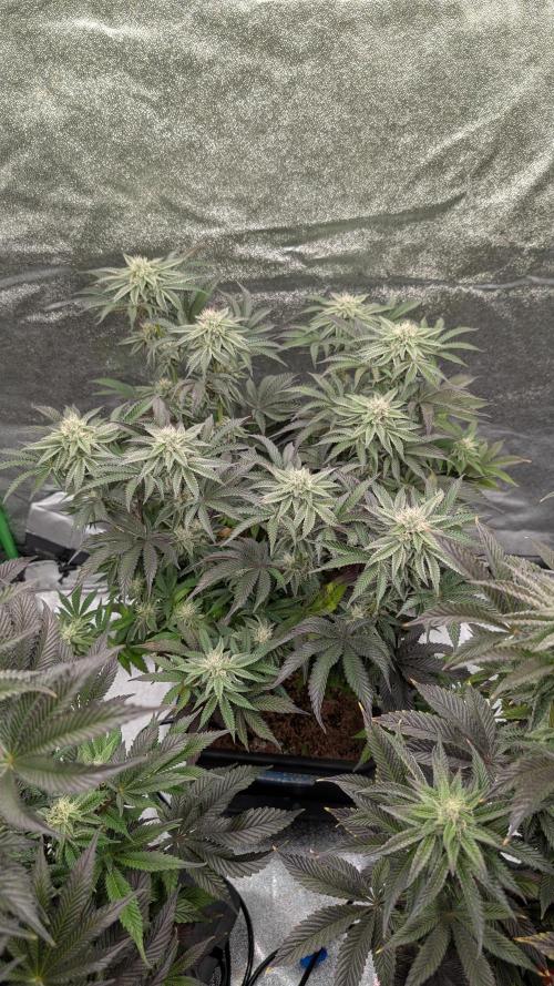 Nova 91 x OC Runtz. Week 11