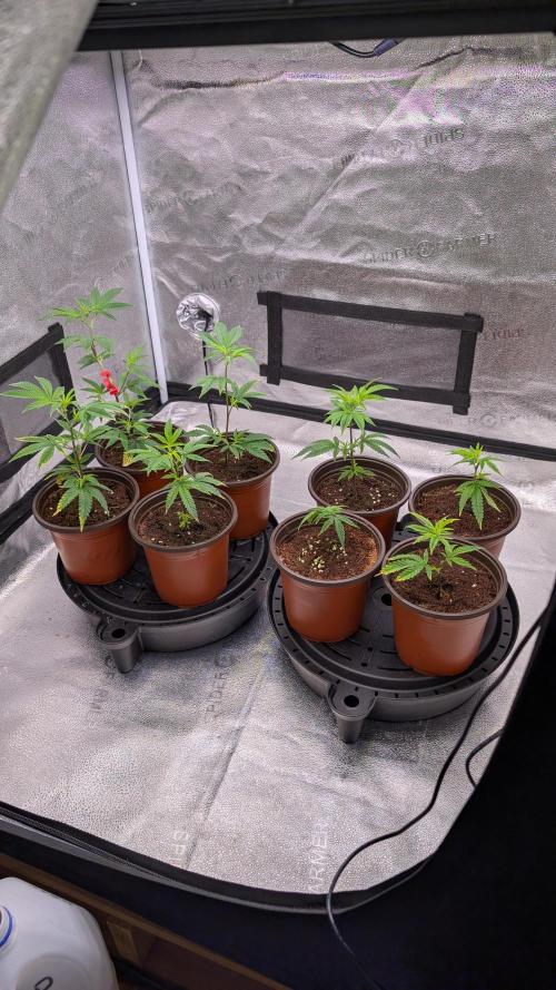 Blueberry Spider (Clones Run). Week 5