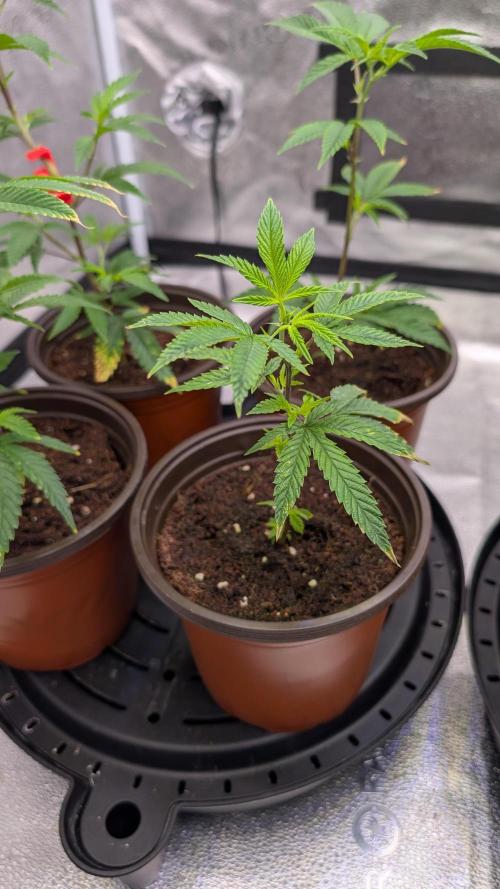 Blueberry Spider (Clones Run). Week 5