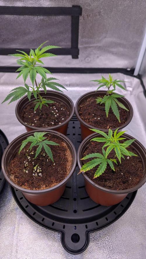 Blueberry Spider (Clones Run). Week 5