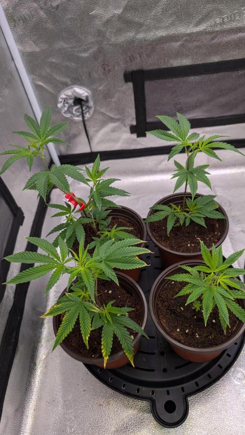 Blueberry Spider (Clones Run). Week 5