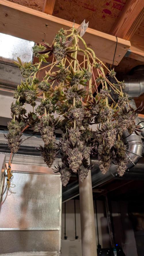 Dumpstar & Grandpa's Stash. Week 15