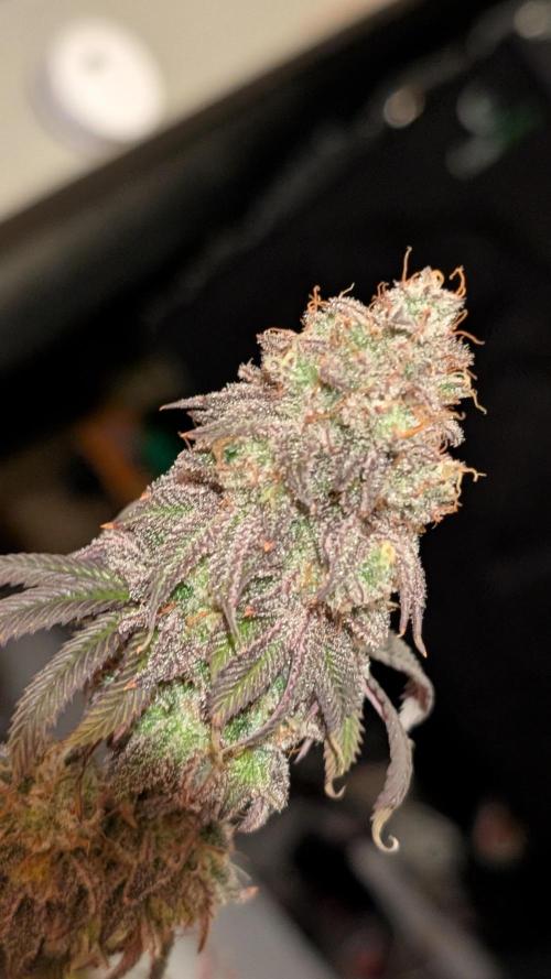 Dumpstar & Grandpa's Stash. Week 15