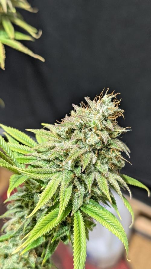 Dumpstar & Grandpa's Stash. Week 15