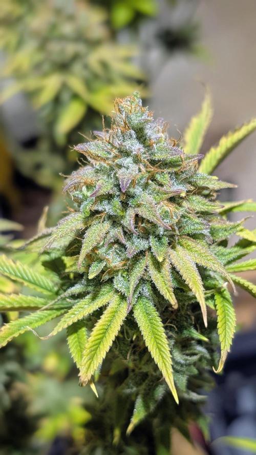 Dumpstar & Grandpa's Stash. Week 15