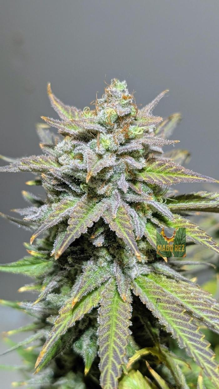 OC Runtz & OG Kush. Week 18