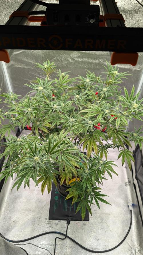 Blueberry Spider. Week 12