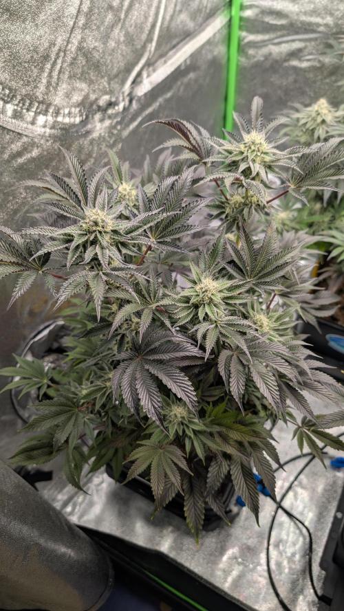 Nova 91 x OC Runtz. Week 12