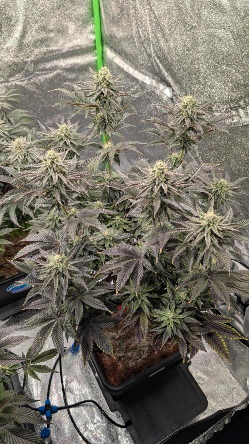 Nova 91 x OC Runtz. Week 12