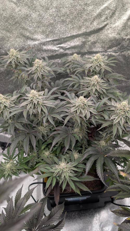 Nova 91 x OC Runtz. Week 12