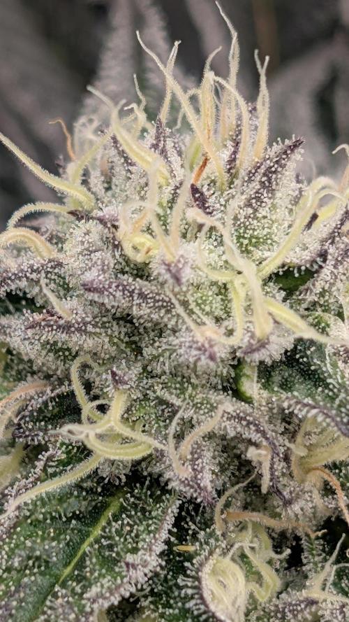 Nova 91 x OC Runtz. Week 12