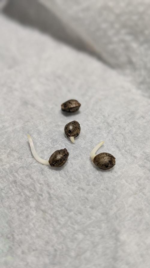 Autopot Discord Grow Along. Week 0