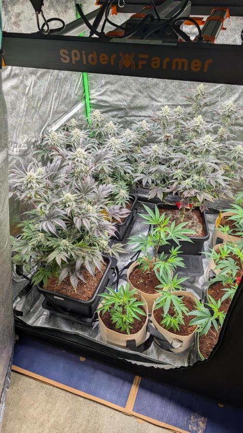 Blueberry Spider (Clones Run). Week 6