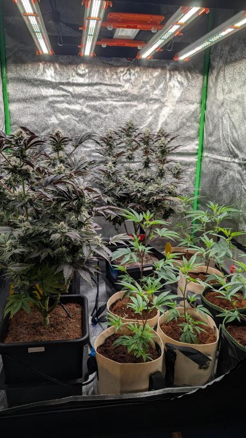 Blueberry Spider (Clones Run). Week 6