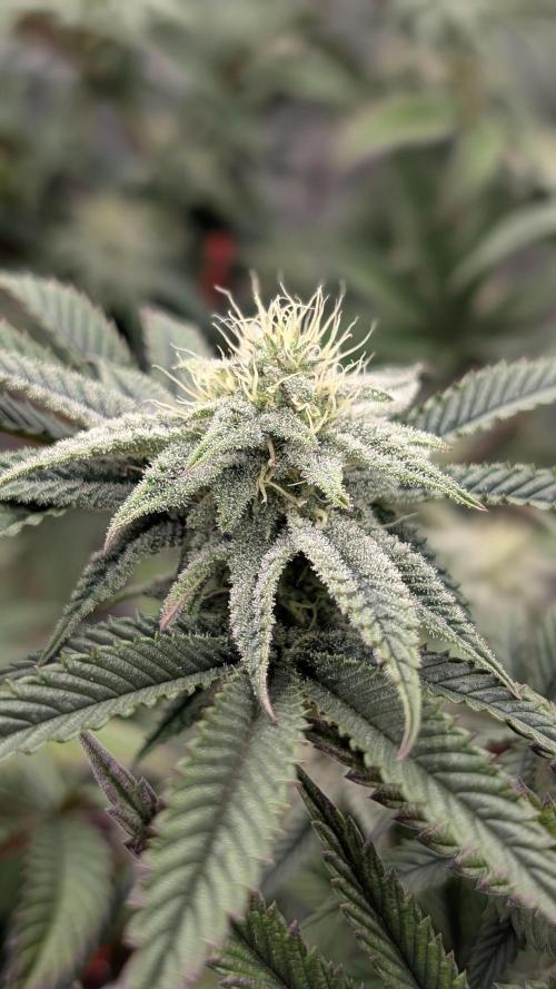 Blueberry Spider. Week 13