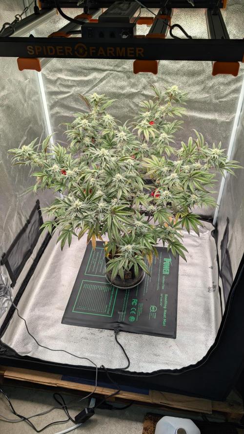 Blueberry Spider. Week 13