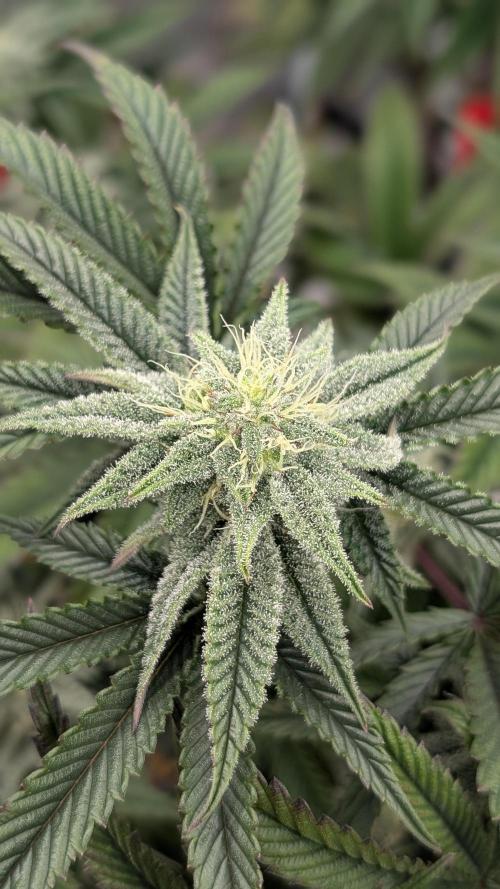 Blueberry Spider. Week 13