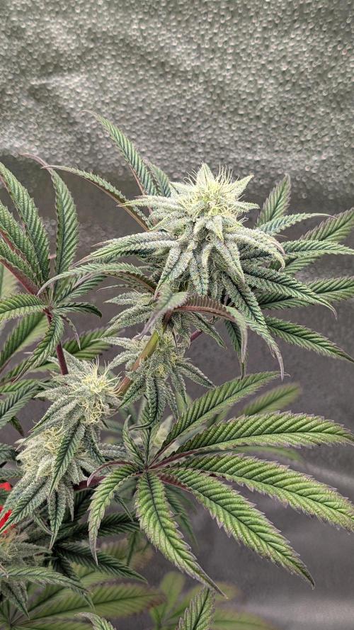 Blueberry Spider. Week 13