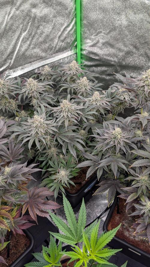 Nova 91 x OC Runtz. Week 13