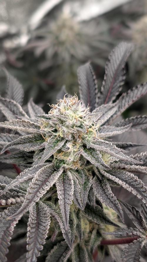 Nova 91 x OC Runtz. Week 13