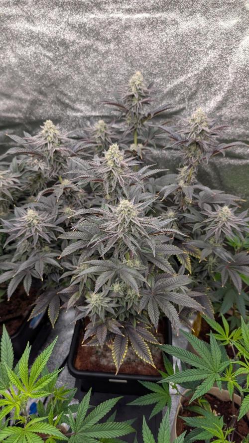 Nova 91 x OC Runtz. Week 13