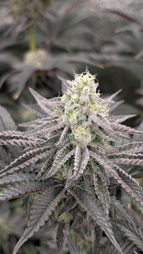 Nova 91 x OC Runtz. Week 13