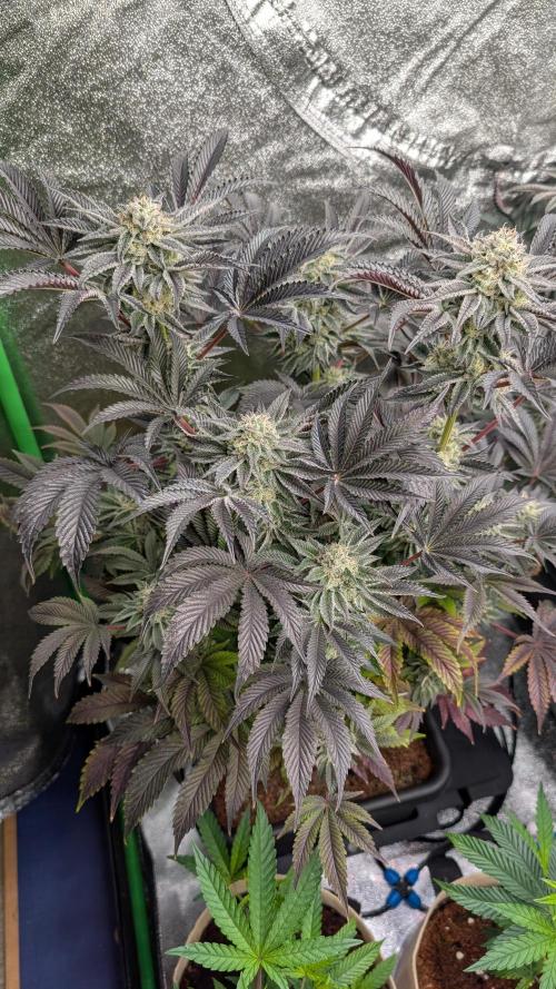 Nova 91 x OC Runtz. Week 13