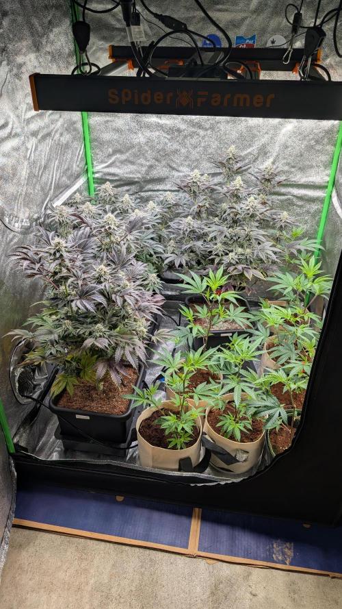 Nova 91 x OC Runtz. Week 13