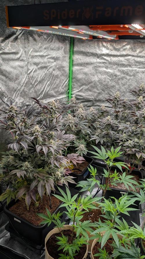 Nova 91 x OC Runtz. Week 13