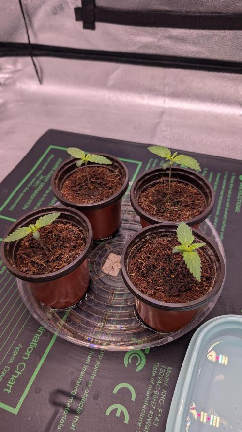 Autopot Discord Grow Along. Week 1
