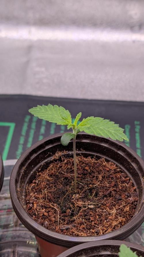 Autopot Discord Grow Along. Week 1