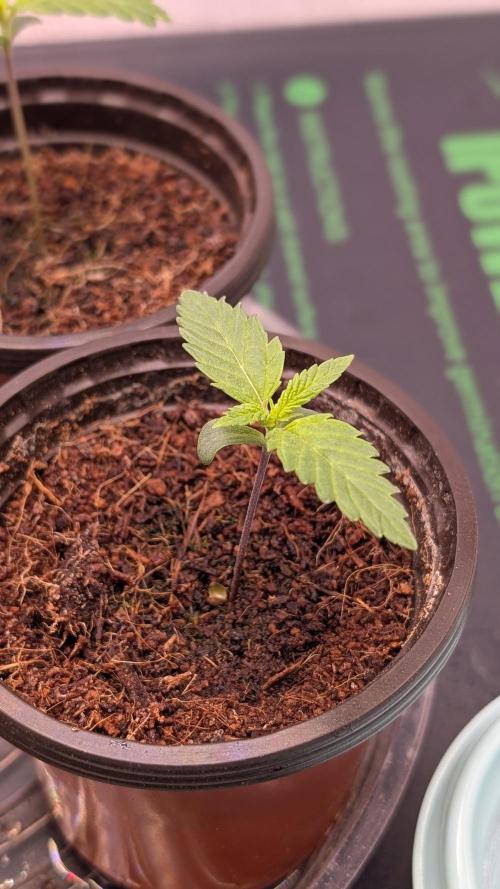 Autopot Discord Grow Along. Week 1