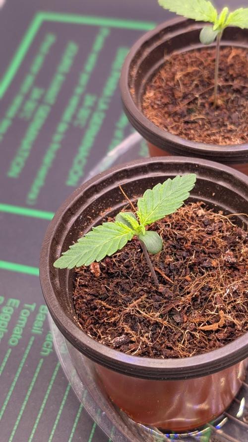 Autopot Discord Grow Along. Week 1