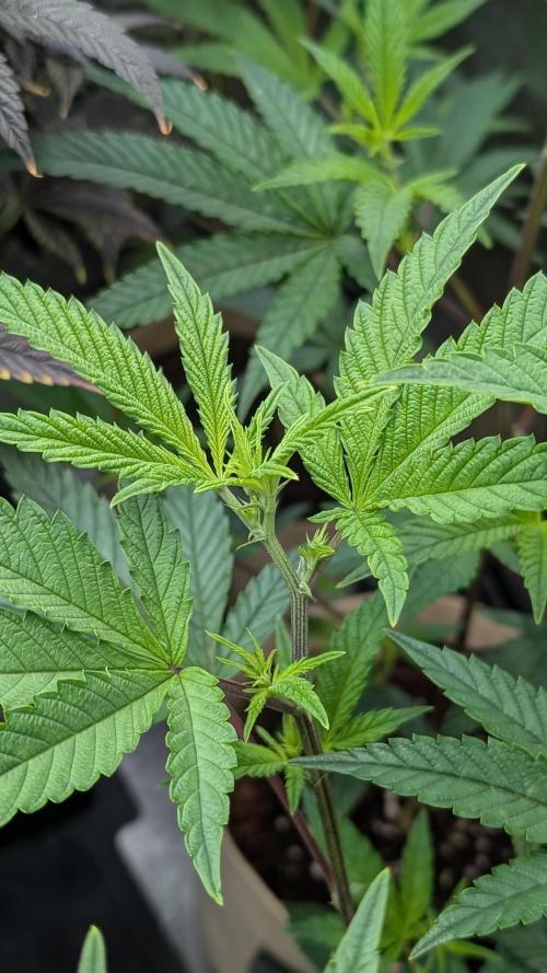 Blueberry Spider (Clones Run). Week 7