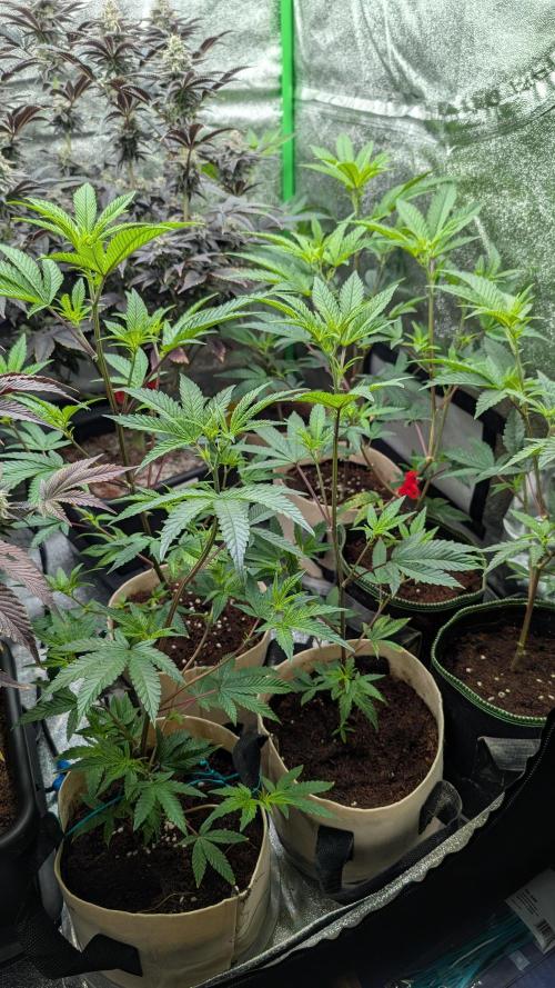 Blueberry Spider (Clones Run). Week 7