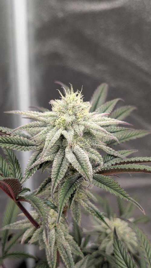 Blueberry Spider. Week 14