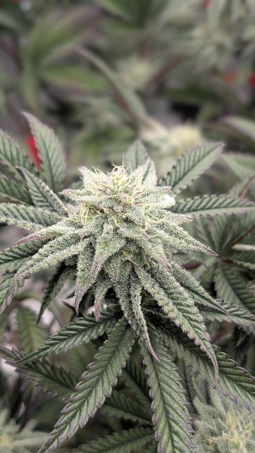 Blueberry Spider. Week 14