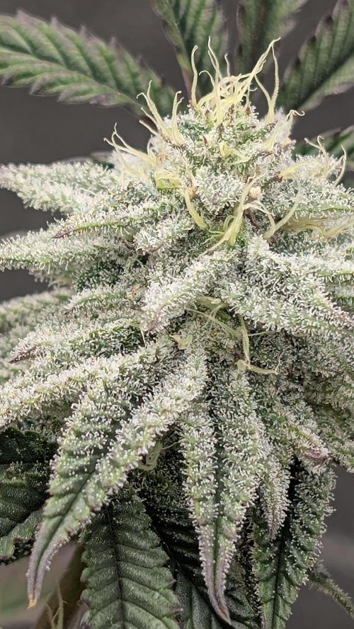 Blueberry Spider. Week 14