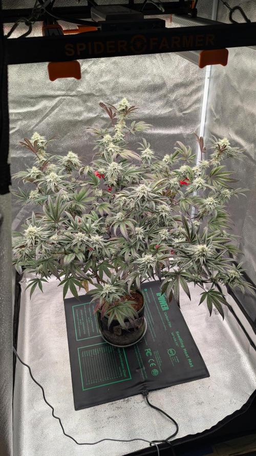 Blueberry Spider. Week 14